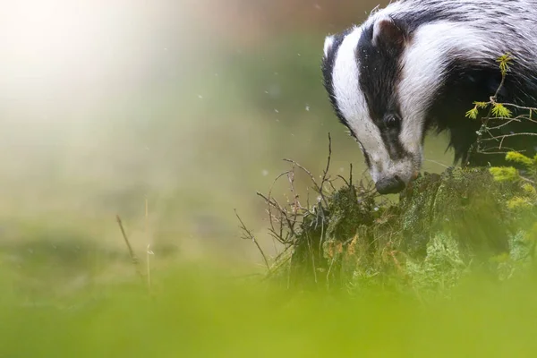 Blaireau Europe Dans Forêt Animal Dans Nature Habitat Gros Plan — Photo