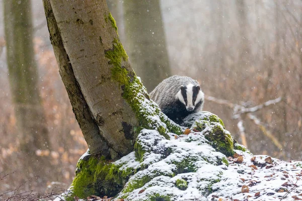 Tejón Europeo Bosque Nieve Animal Hábitat Natural Tejón Está Mirando —  Fotos de Stock