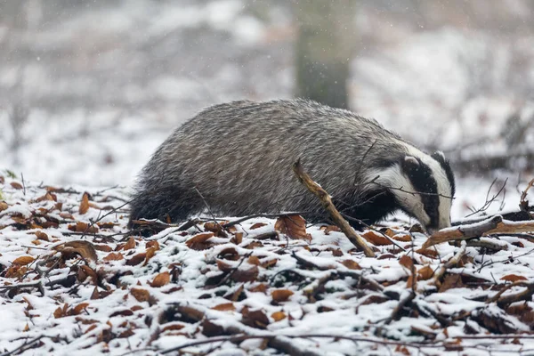 Kar Ormanlarında Yiyecek Arayan Avrupalı Porsuğun Yan Görünüşü — Stok fotoğraf