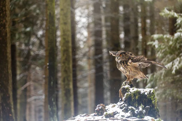 Coruja Marrom Está Voando Toco Uma Floresta Nevada — Fotografia de Stock