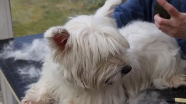 Batı Highland Beyaz Teriyer Köpeği 'nin arkasını buduyorum..