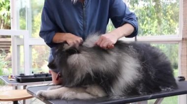 Sevimli Wolf Spitz köpek kırpma