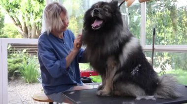 Şirin Wolf Spitz köpeğini budamak kolay.