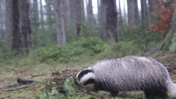 European Badger mencari makanan — Stok Video