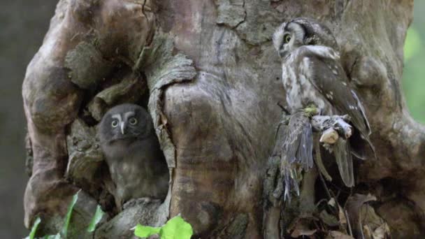 Yaşlı bir ağacın gövdesinde bir çift Boreal Baykuşu. — Stok video