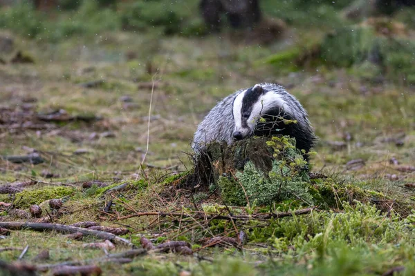 The European badger also known as the Eurasian badger is licking a stump in the forest