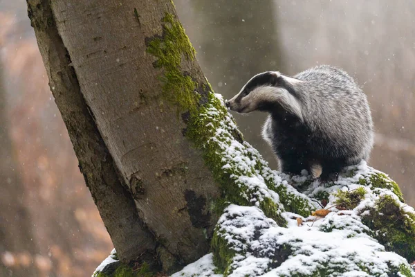 Blaireau Européen Renifle Tronc Des Arbres Dans Forêt Enneigée Horizontalement — Photo