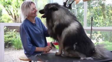 Gülümseyen ve mutlu profesyonel tımarcı kadın şirin Wolf Spitz Dog 'u buduyor. Köpek ayarlanabilir hidrolik bakım masasında oturuyor..