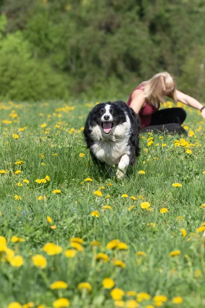 笑着的边境牧羊犬逃到春天的草地上给它的主人 — 图库照片