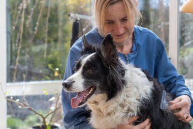 Profesyonel tımarcının hazırladığı Border Collie köpeğinin yan görünümü. 