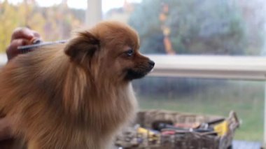 Pomeranian Spitz 'in yan görünümü