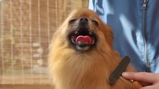 Pommerscher Spitz.Nahaufnahme — Stockvideo