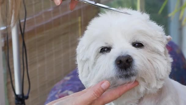Testa di taglio del West Highland White Terrier Dog . — Video Stock