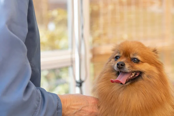 Bonito Spitz Pomerânia Está Pronto Para Aparar Olhando Para Câmera — Fotografia de Stock