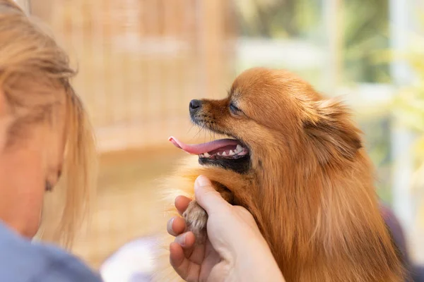 Vista Lateral Grooming Bonito Pomeranian Spitz Olhando Para Groomer — Fotografia de Stock