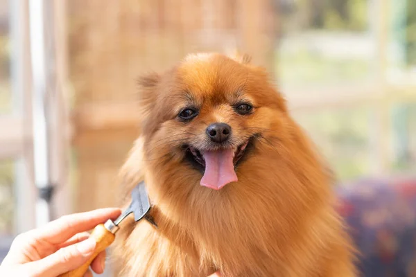 Zurechtgestutzter Süßer Lächelnder Pommernspitz Blickt Die Kamera — Stockfoto