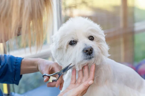 Cięcie Głowy Słodkiego West Highland White Terrier Który Patrzy Kamerę — Zdjęcie stockowe