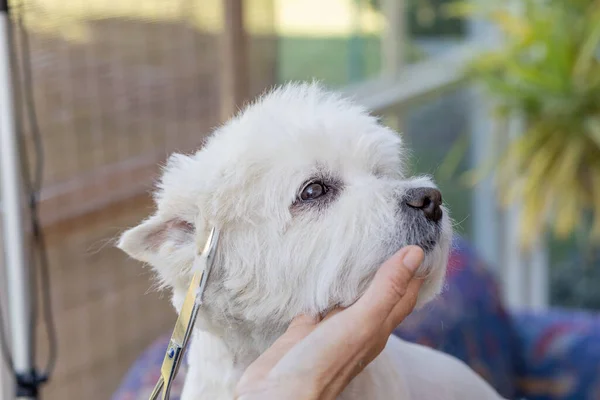 Schneiden Des Kopfes Eines Gehorsamen West Highland White Terrier Nahaufnahme — Stockfoto