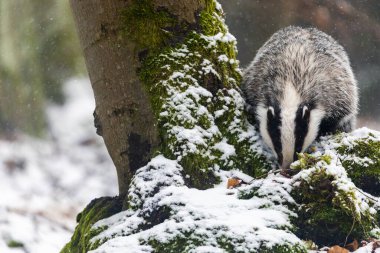 Avrupa Porsuğu kar ormanındaki bir ağacın yanında poz veriyor..