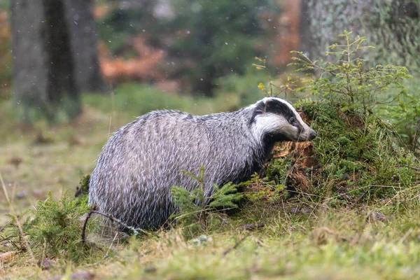 Avrasya Porsuğu Olarak Bilinen Avrupalı Porsuk Ormanda Poz Veriyor — Stok fotoğraf