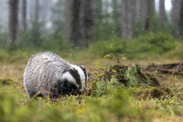 Avrasya Porsuğu Olarak Bilinen Avrupalı Porsuk Hafif Kar Yağışında Ormanda — Stok fotoğraf