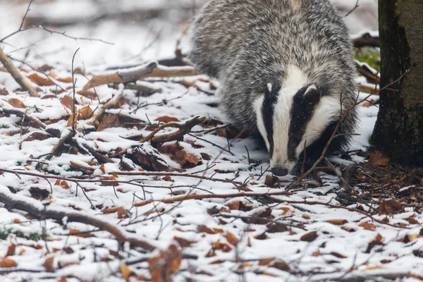 Tejón Europeo Está Buscando Comida Bosque Nieve —  Fotos de Stock