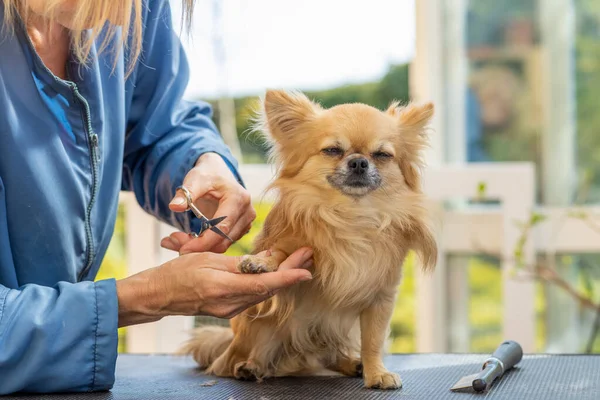 Cutting Hair Paws Chihuahua Dog Dog Looking Camera — Stock Photo, Image