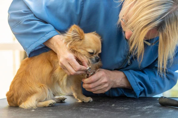 Cutting Nails Paws Chihuahua Dog Professional Groomer — Stock Photo, Image