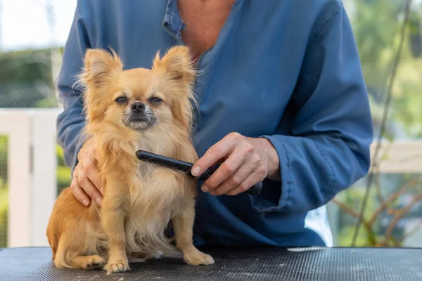 Peinando Chihuahua Dog Por Peluquero Profesional Perro Está Mirando Cámara — Foto de Stock