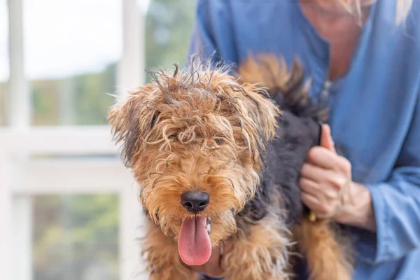Welpen Von Welsh Terrier Dog Von Professionellen Pflegern Pflegen Hund — Stockfoto