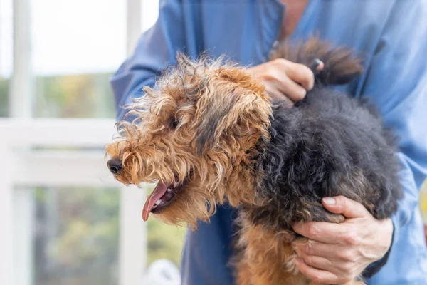 Welpen Des Welsh Terrier Dog Durch Professionelle Groomer Nahaufnahme Trimmen — Stockfoto