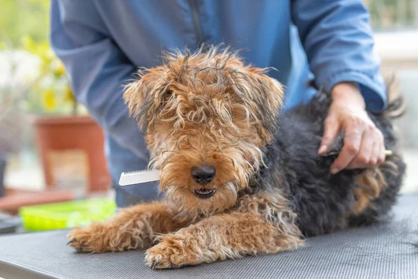 Mulher Groomer Está Aparando Filhote Cachorro Galês Terrier Dog Enquanto — Fotografia de Stock