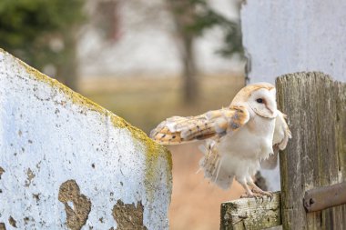 Serin ahır baykuşu çitin üzerinde oturmuş kanat çırpıyor.
