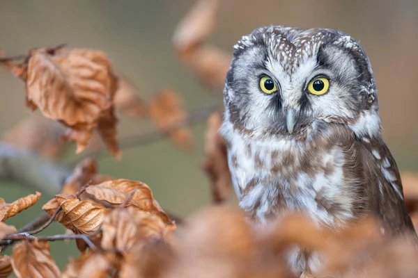 Roztomilá Boreální Sova Sedí Větvi Stromu Detailní — Stock fotografie