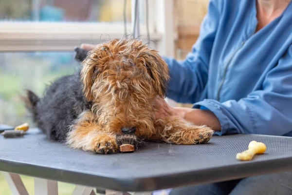 Περιποίηση Κουτάβι Της Ουαλίας Terrier Dog Από Την Επαγγελματική Groomer — Φωτογραφία Αρχείου