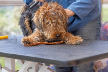Gal Teriyeri 'nin tımarcı köpeği profesyonel tımar köpeğiyken köpek de tımar fırçasıyla oynarken çok sevimli..