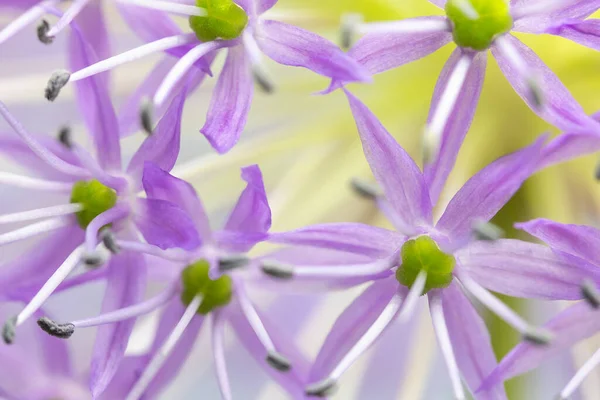 Natur Bakgrund Allium Blommor Närbild Holländska Vitlök — Stockfoto