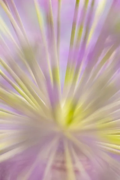 Θολή Φύση Φόντο Του Allium Flower Οπτικά — Φωτογραφία Αρχείου