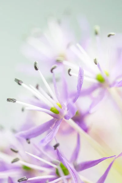 Allium Flower Closeup Nature Background Vertically — Stock Photo, Image