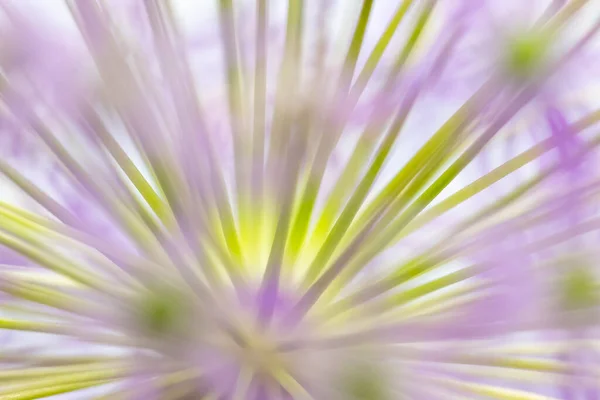 Θολή Φόντο Μακροεντολή Φύση Του Allium Flower Οριζόντια — Φωτογραφία Αρχείου