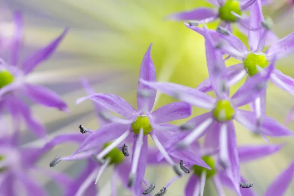 Natur Bakgrund Holländska Vitlök Allium Hollandicum Lila Känsla Horisontellt — Stockfoto