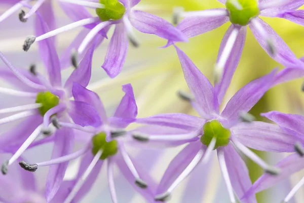 Nature Background Allium Flowers Closeup Dutch Garlic Stock Image