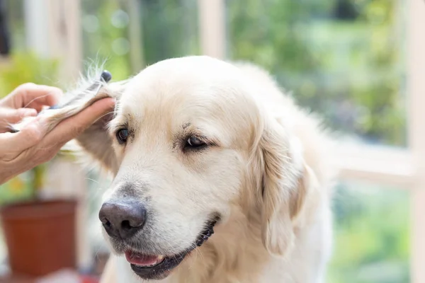Cabeza Peinadora Golden Retriever Dog Perro Está Mirando Cámara Cerca —  Fotos de Stock