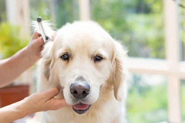 Vista Frontal Cabeza Peinadora Golden Retriever Dog Perro Está Mirando —  Fotos de Stock