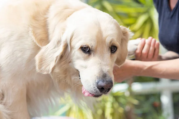 Gekämmter Golden Retriever Hund Blickt Die Kamera Die Auf Dem — Stockfoto