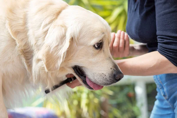 結合された黄金の取得犬の側面図 犬がテーブルの上に立っている — ストック写真