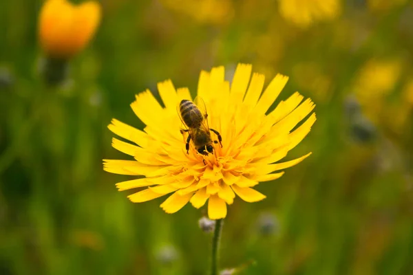Κλείσιμο Της Μέλισσας Συλλογή Νέκταρ Άνθιση Στον Κήπο Του Πουντού — Φωτογραφία Αρχείου
