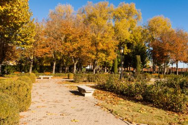 Ağaçlar, kuru yapraklar ve güneş ışınlarının arasında yeşil, kahverengi ve sarı tonlarını Jardines de la Mota, Benavente, Zamora, İspanya renkli bir sonbahar manzara kahramanları şunlardır