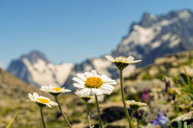 Dağlarda, Dombai beyaz vahşi papatya.
