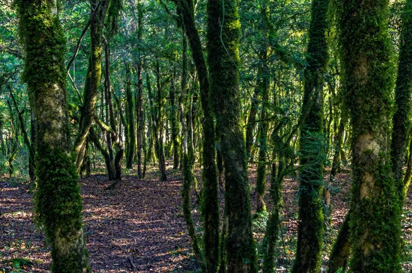 Coberto Com Troncos Musgo Floresta — Fotografia de Stock